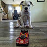 Boston a rejoint le concours — aidez-le/la à gagner de superbes lots ! puppy, dog, toy_car, indoor, wooden_floor, pet, animal, floor, furniture, chair, table, living_room, door, window, light, cute, pet_toy, flooring, domestic_animal, young_dog
