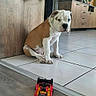 animal, brown_and_white, bulldog, curious, cute, dog, domestic, floor, home, indoor, living_room, pet, pet_toy, plant, puppy, sitting, small_toy, tile_floor, toy_car, wooden_furniture