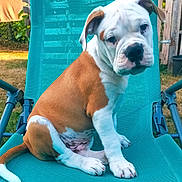 Boston a rejoint le concours — aidez-le/la à gagner de superbes lots ! puppy, dog, brown_and_white, sitting, outdoor, chair, pet, cute, young, animal, mesh_chair, garden, grass, daylight, curious, fur, paw, canine, pet_portrait, relaxed