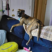 Lillee Mae West joined the competition — help win amazing prizes! dog, brindle, couch, blanket, door, pillow, indoor, living_room, pet, furniture, decor, plush, leash, wall, sign, relaxed, animal, cozy, home, curious