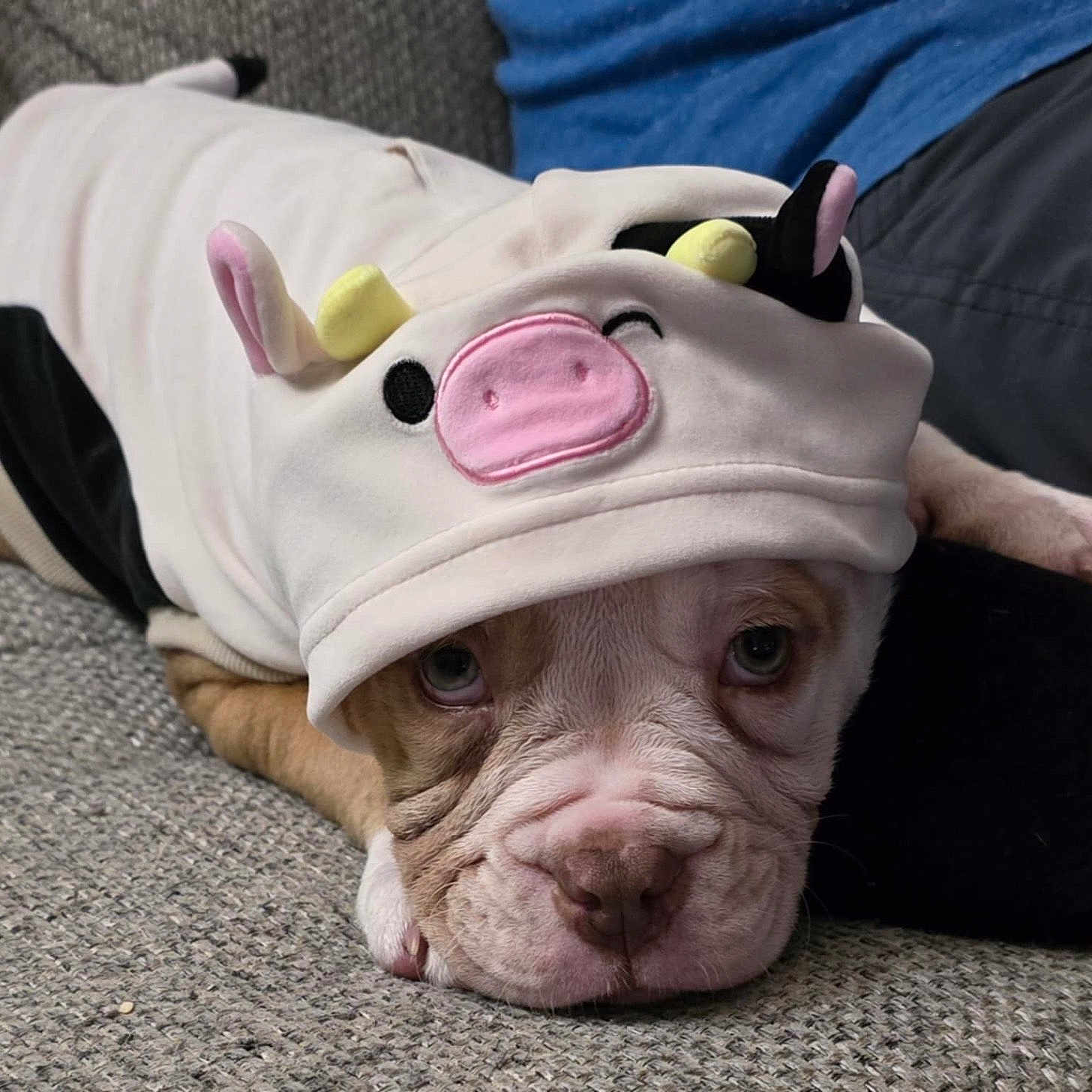 Bia joined the competition — help win amazing prizes! animal, boxer, bulldog, canine, cap, clothing, couch, dog, face, frenchbulldog, furniture, hat, head, person, pet, photography, pitbull, portrait, puppy, sleeping