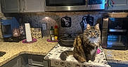 Kitty is registered to the contest to win money with this photo: animal, cabinet, cat, coffee_maker, cookware, countertop, fluffy_cat, granite, halloween, indoor, kitchen, long_hair, microwave, pet, portrait, pot, sitting, spooky, tabby, toaster_oven
