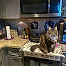 animal, cabinet, cat, coffee_maker, cookware, countertop, fluffy_cat, granite, halloween, indoor, kitchen, long_hair, microwave, pet, portrait, pot, sitting, spooky, tabby, toaster_oven