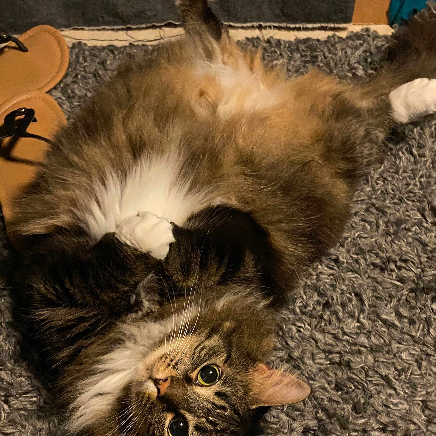 Kitty joined the competition — help win amazing prizes! black_and_white, cat, cozy, fluffy, green_eyes, home, indoor, long_hair, lying_down, paws_up, pet, photography, playful, portrait, relaxed, rug, shaggy_rug, tabby, upside_down, whiskers