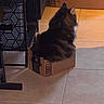 Kitty joined the competition — help win amazing prizes! amazon_box, cabinet, cardboard_box, cat, cozy, dim_lighting, feline, fluffy, furniture, home, household, indoors, long_hair, patterned_surface, pet, portrait, side_view, sitting, tile_floor, warm_lighting