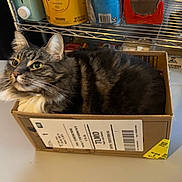Kitty is registered to the contest to win money with this photo: animal, brown_fur, cardboard_box, cat, ears, feline, fluffy, green_eyes, home, indoor, long_hair, lying_down, metal_rack, pet, photograph, shelf, sitting, storage, tabby_cat, whiskers