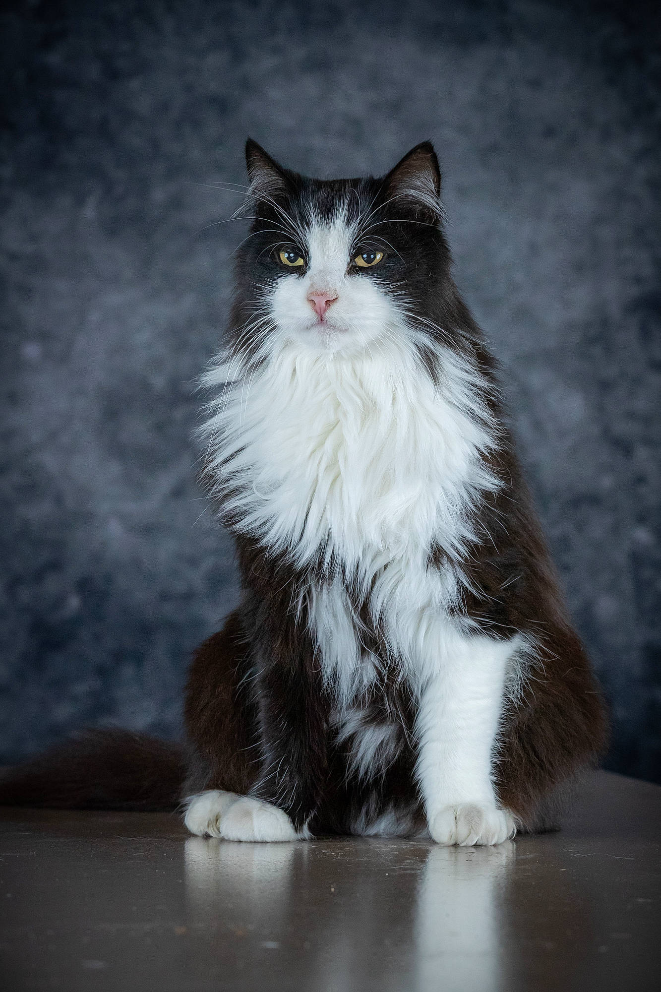 Darius a rejoint le concours — aidez-le/la à gagner de superbes lots ! aegean_cat, black_and_white, british_semi_longhair, carnivore, cat, domestic_long_haired_cat, domestic_short_haired_cat, eye, felidae, fur, kitten, mammal, norwegian_forest_cat, polydactyl_cat, ragamuffin, sky, small_to_medium_sized_cats, snout, tail, whiskers