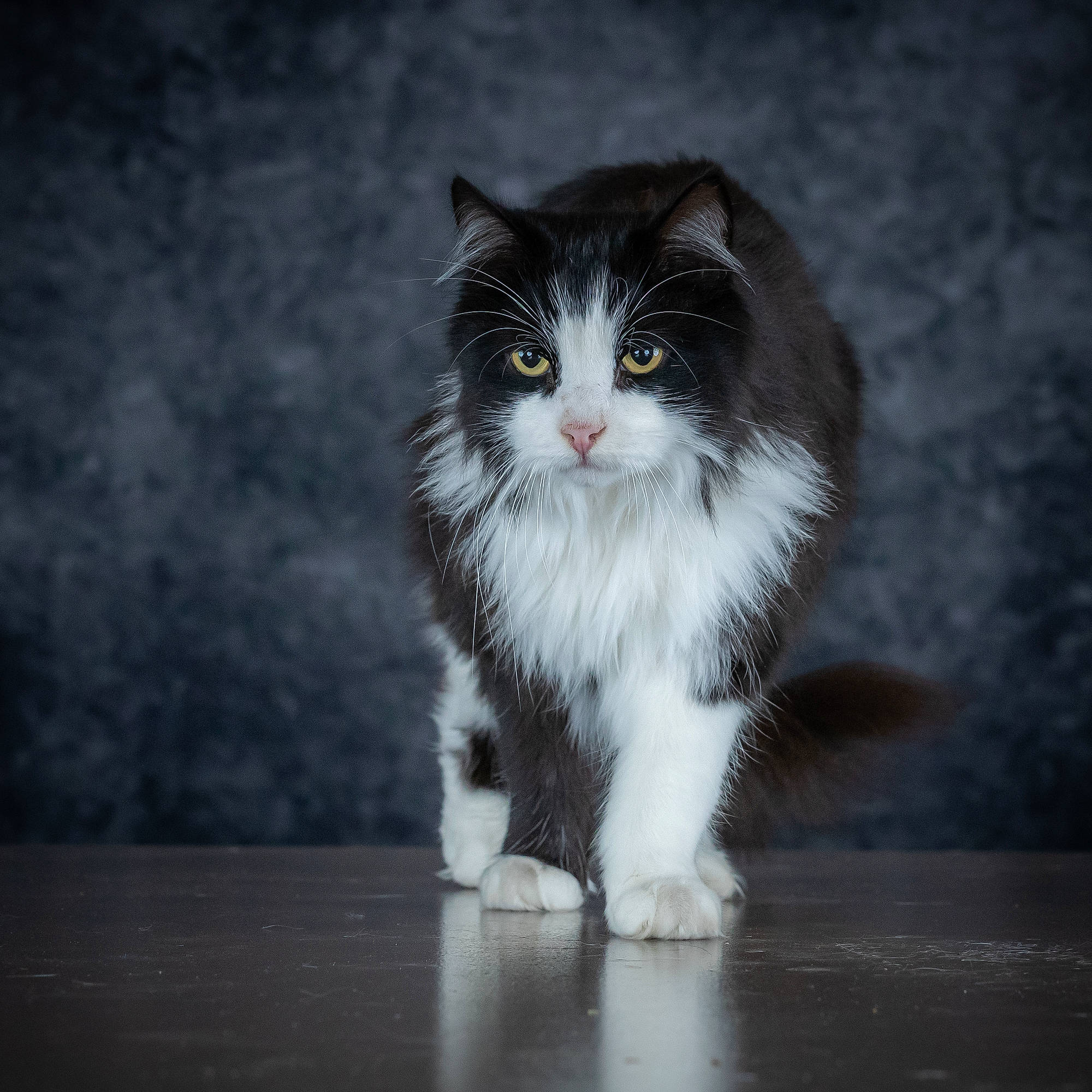 Darius participe au concours pour gagner de l'argent avec cette photo : aegean_cat, american_curl, american_wirehair, black_and_white, british_semi_longhair, carnivore, cat, cymric, domestic_long_haired_cat, domestic_short_haired_cat, eye, felidae, mammal, norwegian_forest_cat, polydactyl_cat, ragamuffin, small_to_medium_sized_cats, snout, vertebrate, whiskers