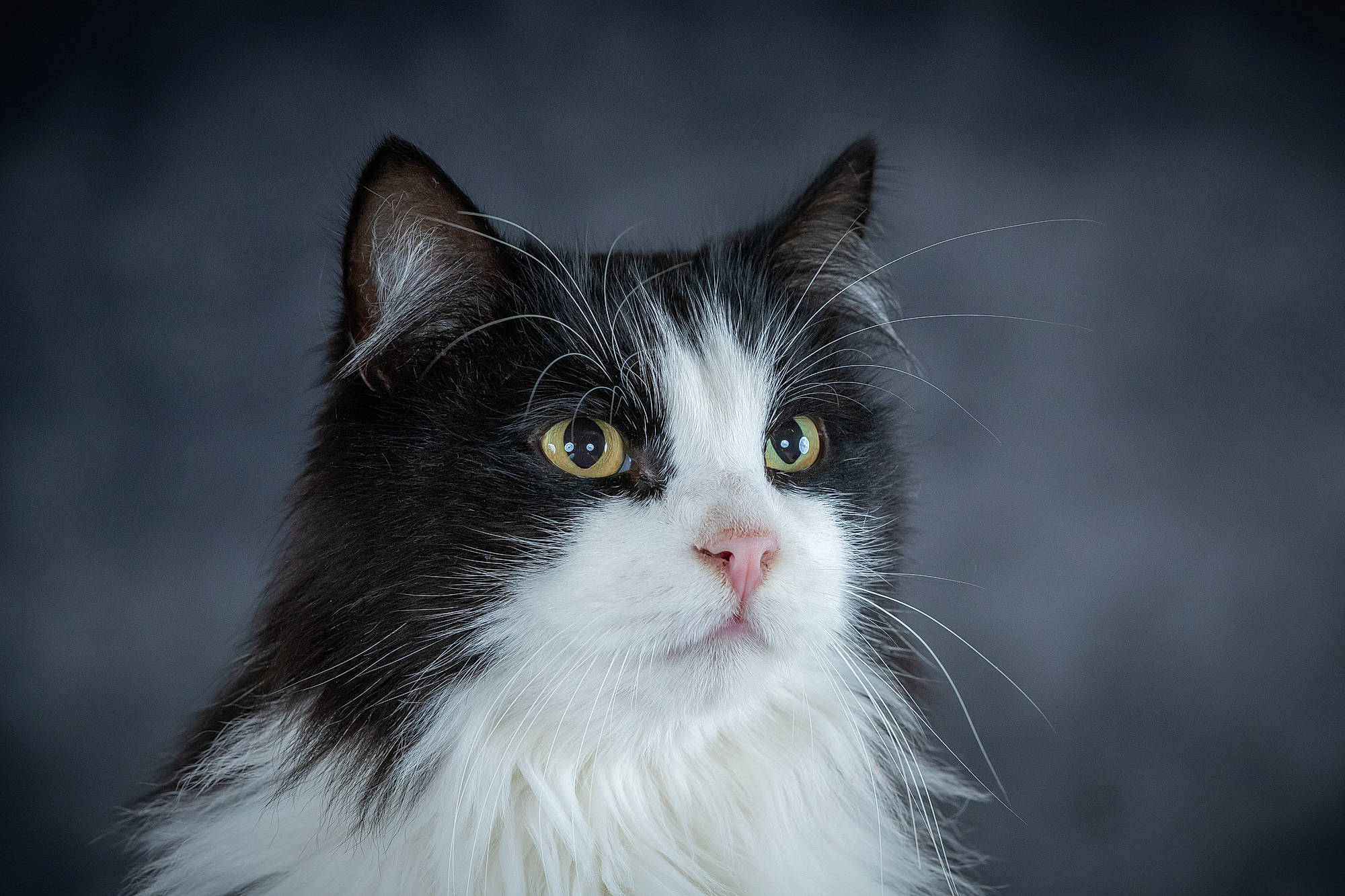 Darius a rejoint le concours — aidez-le/la à gagner de superbes lots ! aegean_cat, black_and_white, british_semi_longhair, carnivore, cat, domestic_long_haired_cat, eye, felidae, fur, kitten, mammal, norwegian_forest_cat, ragamuffin, siberian, small_to_medium_sized_cats, snout, turkish_angora, vertebrate, whiskers, white