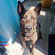 Zeus is registered to the contest to win money with this photo: dog, pet, animal, standing, indoors, kitchen, wood_floor, sunlight, sunbeam, large_ears, pointed_ears, brown_fur, black_fur, green_collar, open_mouth, alert, portrait, centered_subject, household, blue_rug