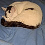 Batna participe au concours pour gagner de l'argent avec cette photo : cat, sleeping, curled_up, white_fur, black_spots, tail, bed, blanket, indoor, resting, cozy, pet, fur, quiet, comfortable, animal, domestic, cute, relaxed, nap