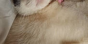 Batna participe au concours pour gagner de l'argent avec cette photo : cat, white_cat, black_patch, pink_collar, pet, feline, animal, closeup, indoor, blanket, fur, cute, whiskers, relaxed, lying_down, soft, portrait, looking, ears, face