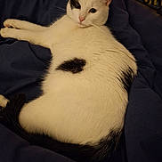 Batna participe au concours pour gagner de l'argent avec cette photo : cat, black_and_white, animal, pet, feline, fur, whiskers, ears, tail, relaxed, resting, blanket, bedroom, indoor, cozy, soft, cute, looking_back, domestic_cat, sleepy