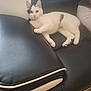 Batna a rejoint le concours — aidez-le/la à gagner de superbes lots ! cat, white_cat, black_patches, leather_couch, indoor, pet, relaxed, feline, animal, sitting, curious, person_partial, home, furniture, paw, ears, collar, looking, resting, floor