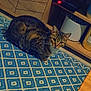 animal, carpet, cat, cozy, crouching, curious, domestic_cat, ears, eyes, floor, fur, home, indoor, looking_up, patterned_rug, pet, potted_plant, tabby_cat, whiskers, wooden_furniture