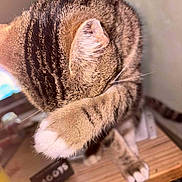 Tigrou a rejoint le concours — aidez-le/la à gagner de superbes lots ! animal, blurred_background, cat, close_up, covering_face, cute, domestic_cat, feline, fur, grooming, household, indoor, paw, pet, sitting, soft_light, striped, tabby, whiskers, wooden_surface