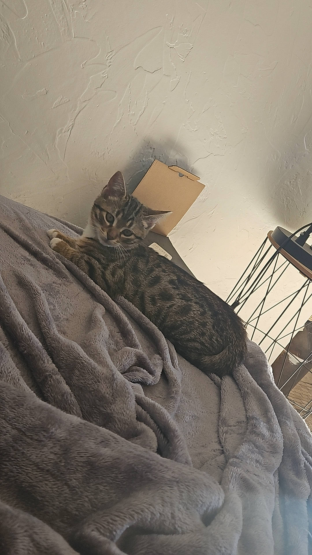 Tigrou a rejoint le concours — aidez-le/la à gagner de superbes lots ! bed, bed_sheet, bedding, bedroom, comfort, felidae, fur, grey, handrail, linens, monochrome, monochrome_photography, pattern, room, shadow, sleeve, still_life_photography, tints_and_shades, visual_arts, wood