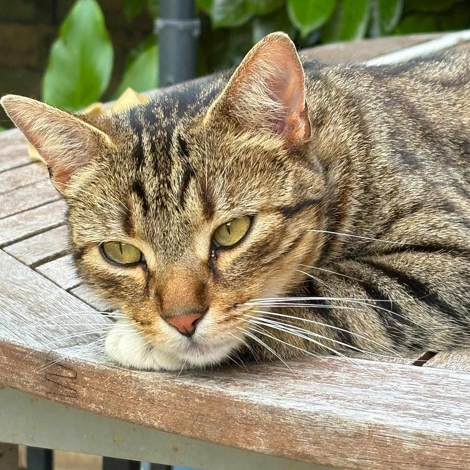 Tigrou a rejoint le concours — aidez-le/la à gagner de superbes lots ! animal, cat, closeup, domestic, ears, eyes, face, fur, green, leaf, mammal, nature, outdoor, pet, relaxed, resting, tabby, table, whiskers, wood