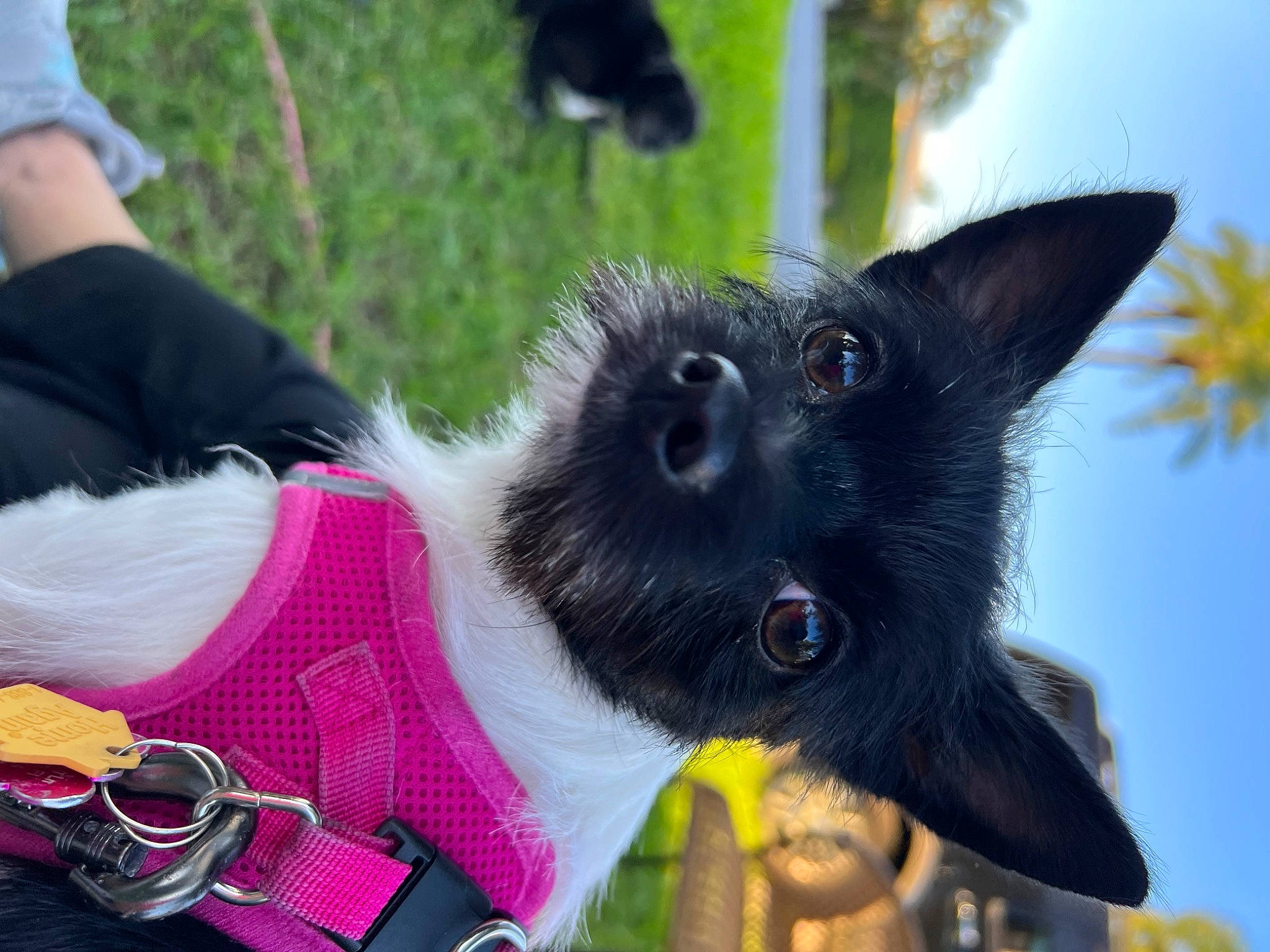 Fefe is registered to the contest to win money with this photo: canidae, carnivore, collar, companion_dog, dog, dog_breed, dog_clothes, dog_collar, dog_supply, fawn, fur, grass, herding_dog, leash, snout, sporting_group, tail, toy_dog, whiskers, working_animal