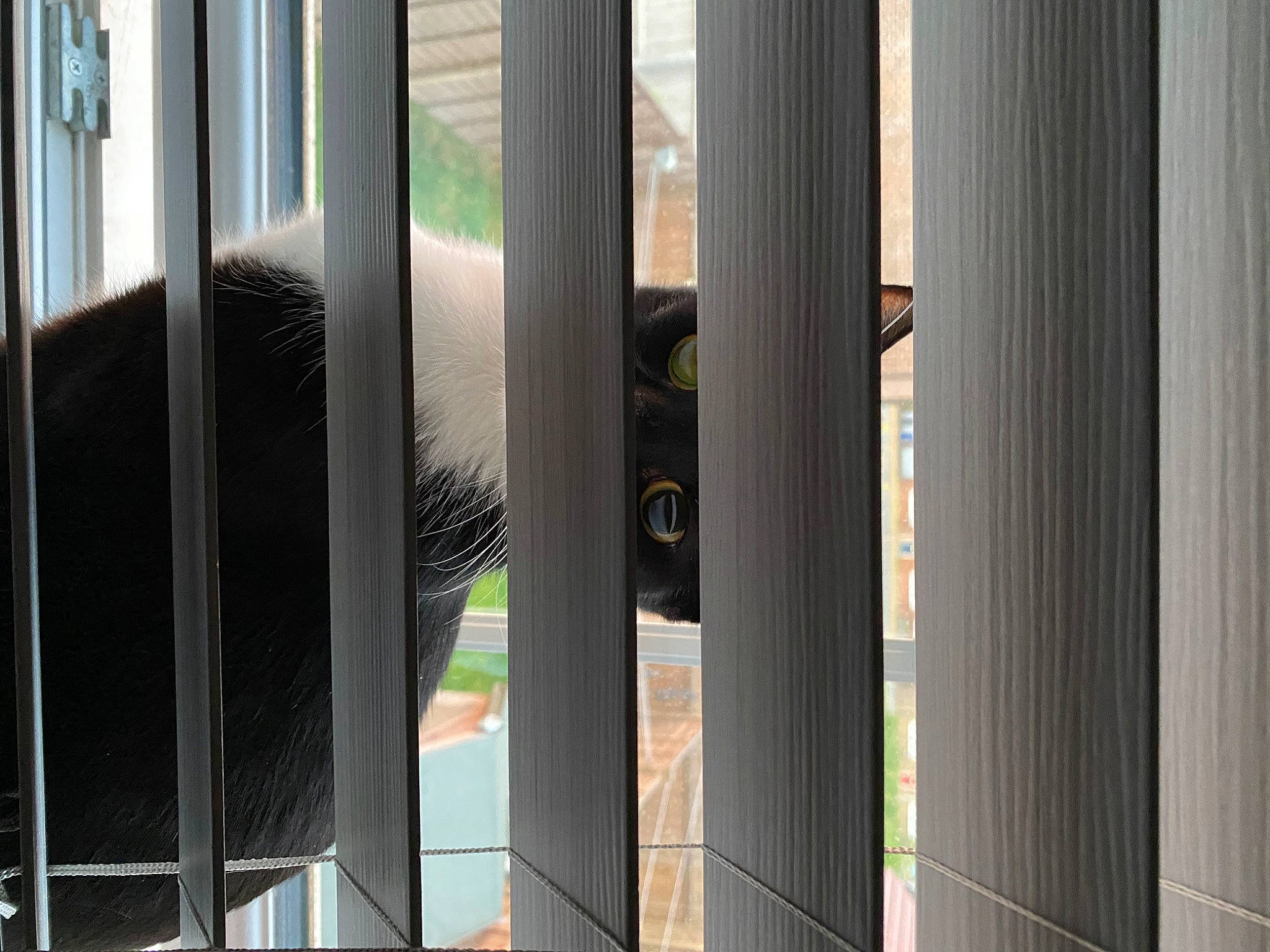 Dollie joined the competition — help win amazing prizes! building, cage, composite_material, facade, fence, glass, handrail, hardwood, line, mammal, mesh, metal, pattern, shade, steel, tints_and_shades, vertebrate, window, window_treatment, wood