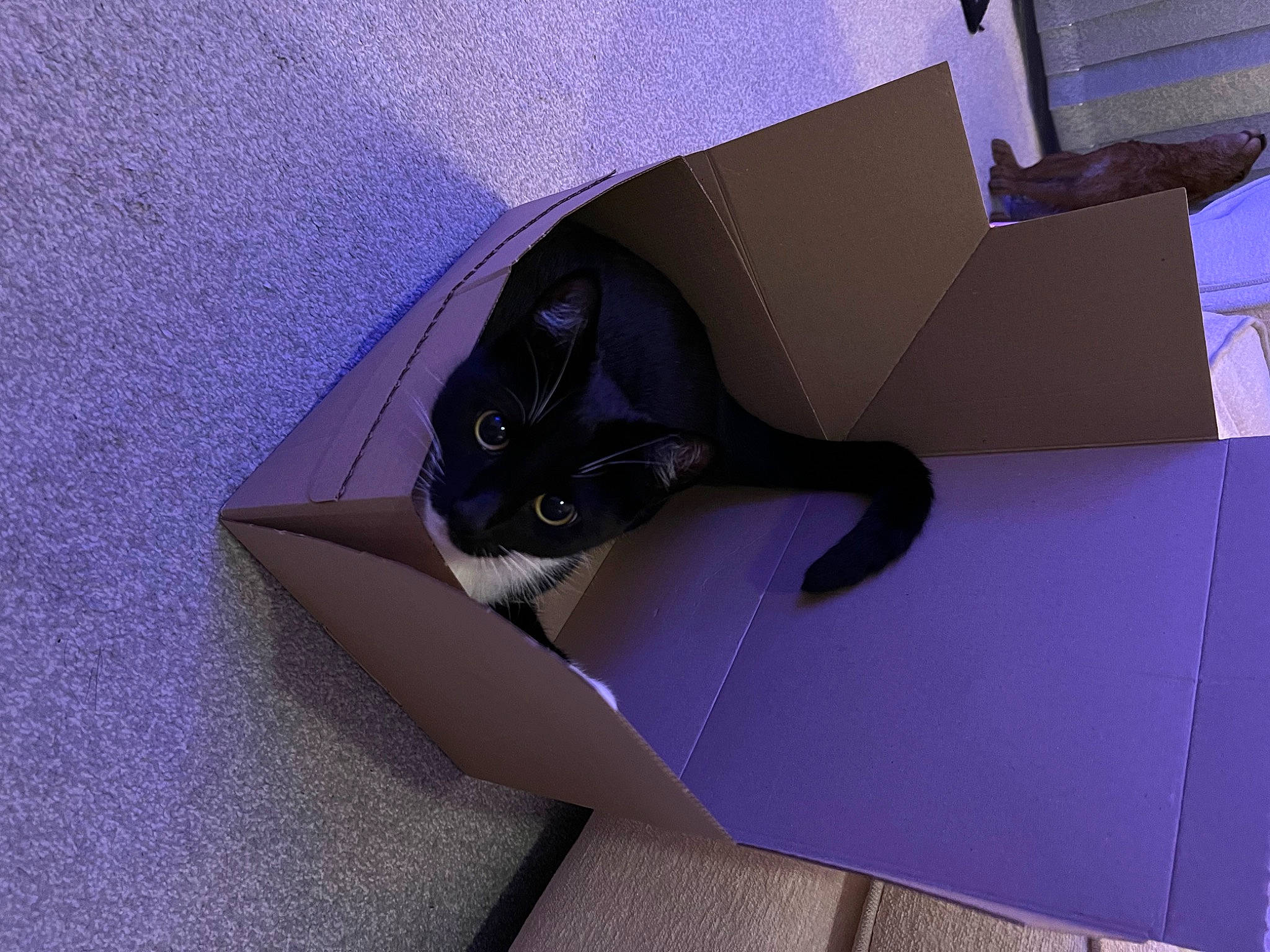 Dollie joined the competition — help win amazing prizes! art, bag, box, cardboard, carnivore, carton, cat, comfort, domestic_short_haired_cat, felidae, packaging_and_labeling, paper_product, pet_supply, purple, room, sculpture, shipping_box, small_to_medium_sized_cats, tail, whiskers