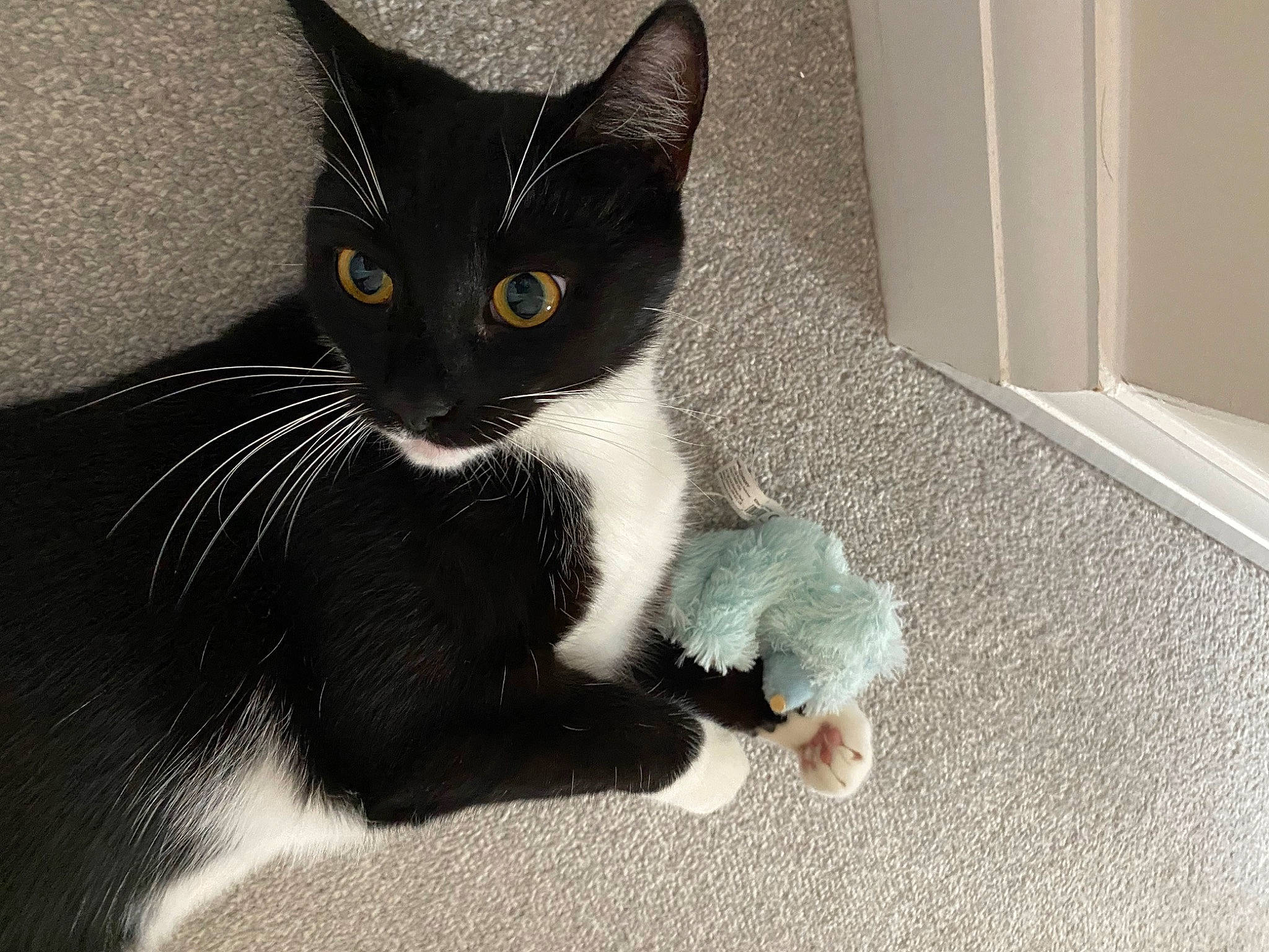 Dollie is registered to the contest to win money with this photo: black_cat, carnivore, cat, claw, domestic_short_haired_cat, eye, felidae, flooring, fur, grey, head, human_body, paw, small_to_medium_sized_cats, snout, tail, whiskers, window