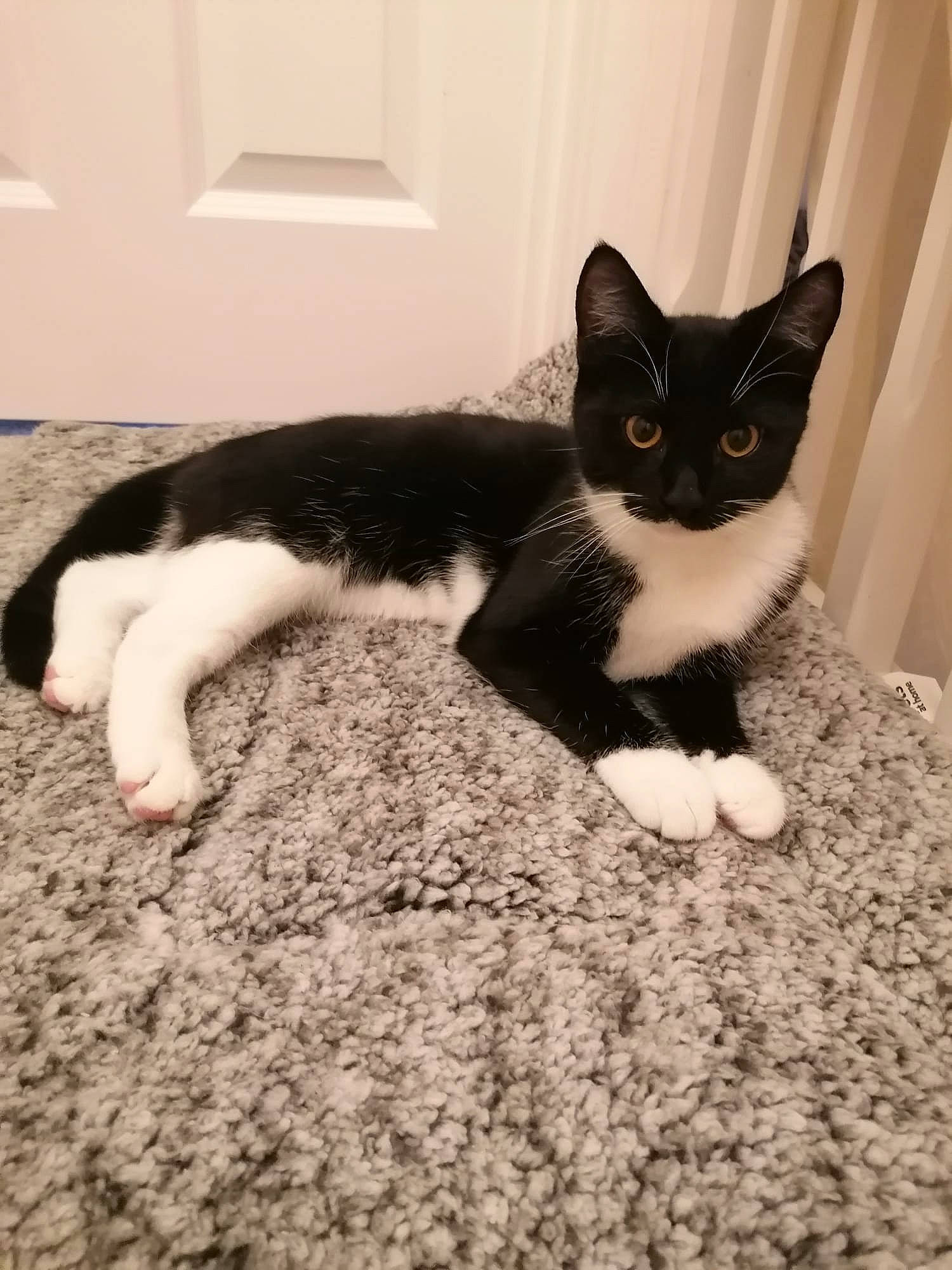 Dollie is registered to the contest to win money with this photo: carnivore, cat, comfort, domestic_short_haired_cat, eye, felidae, flooring, foot, fur, grey, hair, head, paw, sitting, small_to_medium_sized_cats, snout, tail, terrestrial_animal, whiskers, wood