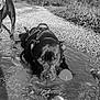 Stoner a rejoint le concours — aidez-le/la à gagner de superbes lots ! dog, black_dog, puddle, water, ball, gravel_path, outdoor, nature, playing, pet, animal, mud, sunlight, grass, leaves, daytime, canine, water_play, harness, relaxing