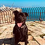 dog, black_dog, pet, happy, tongue_out, outdoor, sunny, water, sea, harbor, stone_pathway, fence, leash, collar, blue_sky, nature, canine, smiling, sunlight, animal
