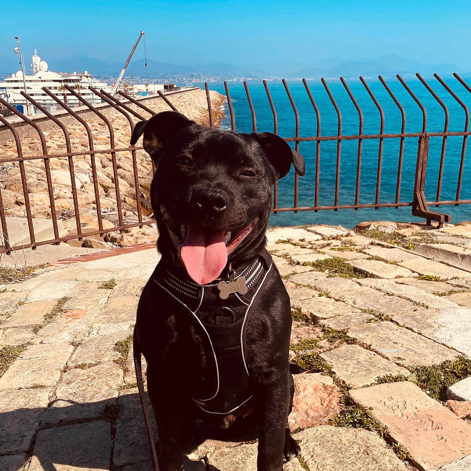 Stoner a rejoint le concours — aidez-le/la à gagner de superbes lots ! animal, black_dog, blue_sky, canine, collar, dog, fence, happy, harbor, leash, nature, outdoor, pet, sea, smiling, stone_pathway, sunlight, sunny, tongue_out, water