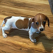Wednesday joined the competition — help win amazing prizes! puppy, dog, dachshund, brown_and_white, heart_shaped_patch, wooden_floor, pet, cute, small, indoor, curious, animal, fur, ears, legs, tail, shadow, texture, flooring, domestic