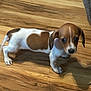 puppy, dog, dachshund, brown_and_white, heart_shaped_patch, wooden_floor, pet, cute, small, indoor, curious, animal, fur, ears, legs, tail, shadow, texture, flooring, domestic