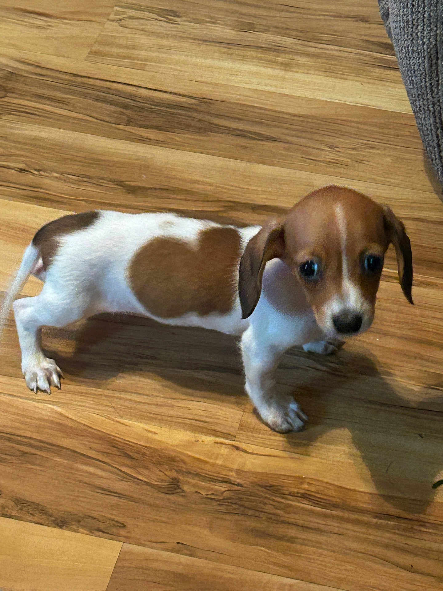 Wednesday joined the competition — help win amazing prizes! puppy, dog, dachshund, brown_and_white, heart_shaped_patch, wooden_floor, pet, cute, small, indoor, curious, animal, fur, ears, legs, tail, shadow, texture, flooring, domestic