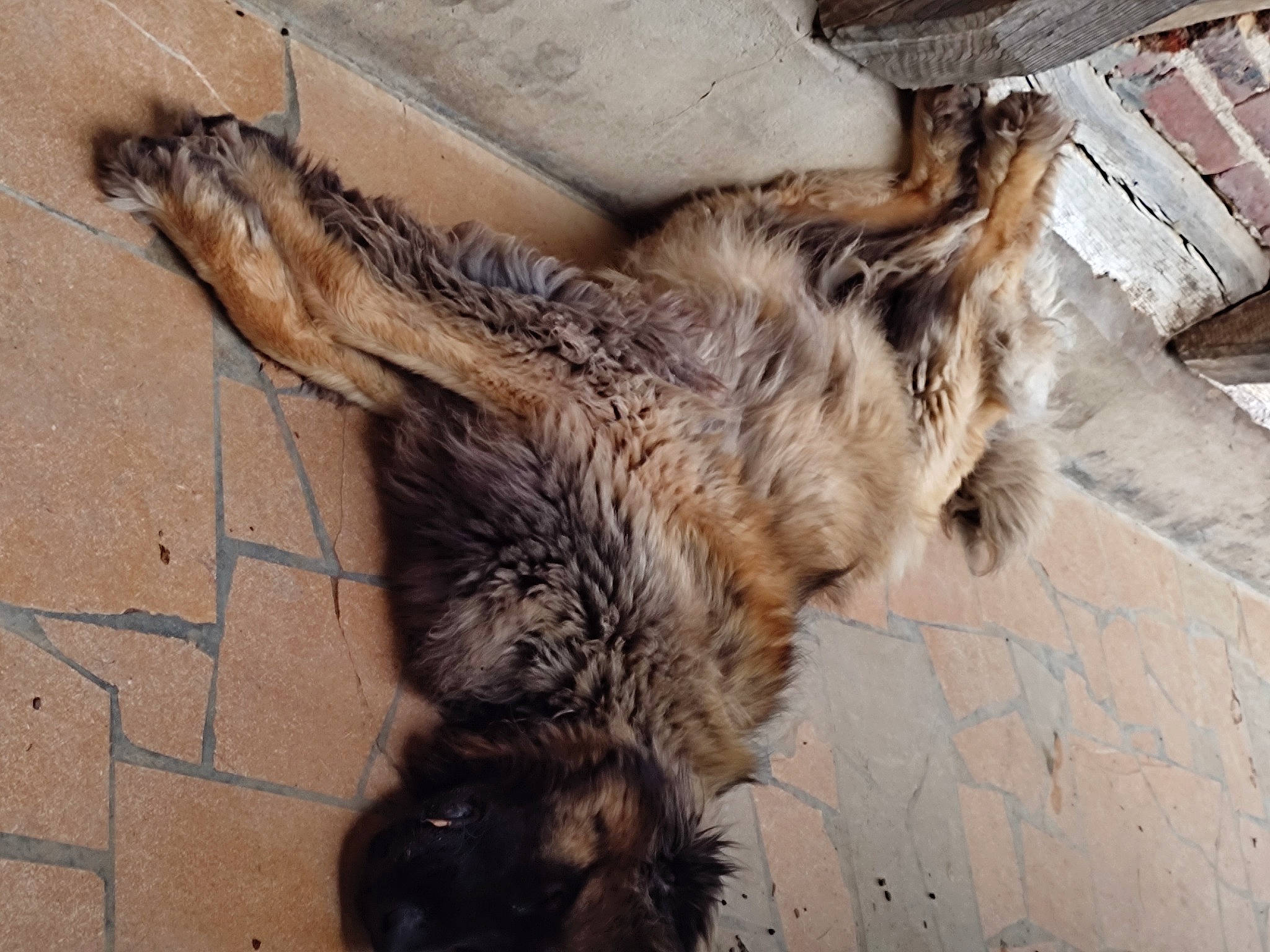 Pagos participe au concours pour gagner de l'argent avec cette photo : canidae, carnivore, claw, dog_breed, fawn, felidae, flooring, fur, liver, paw, small_to_medium_sized_cats, sporting_group, tail, terrestrial_animal, terrier, whiskers, wood, working_animal