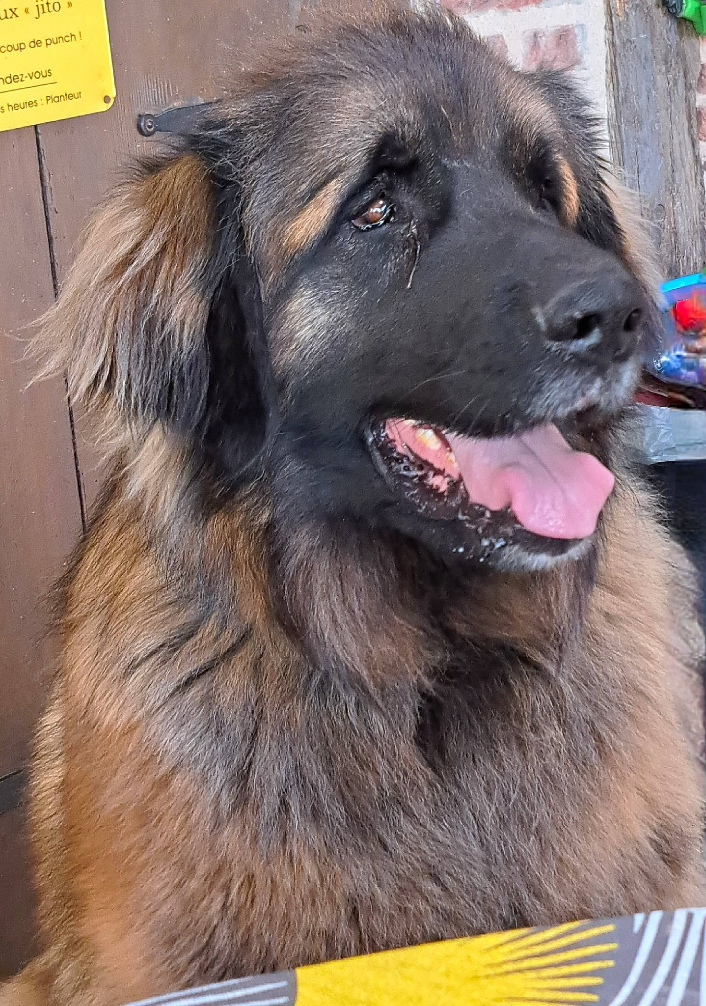 Pagos a rejoint le concours — aidez-le/la à gagner de superbes lots ! ancient_dog_breeds, canidae, carnivore, companion_dog, dog, dog_breed, fur, gaddi_kutta, guard_dog, gun_dog, liver, snout, sporting_group, terrestrial_animal, working_animal, working_dog, yellow