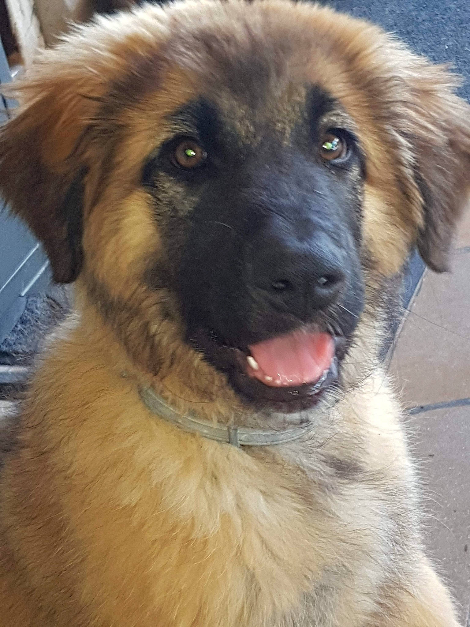 Pagos participe au concours pour gagner de l'argent avec cette photo : ancient_dog_breeds, canidae, carnivore, companion_dog, dog, dog_breed, estrela_mountain_dog, event, eye, fawn, fur, giant_dog_breed, head, leonberger, snout, sporting_group, terrestrial_animal, whiskers, working_animal, working_dog