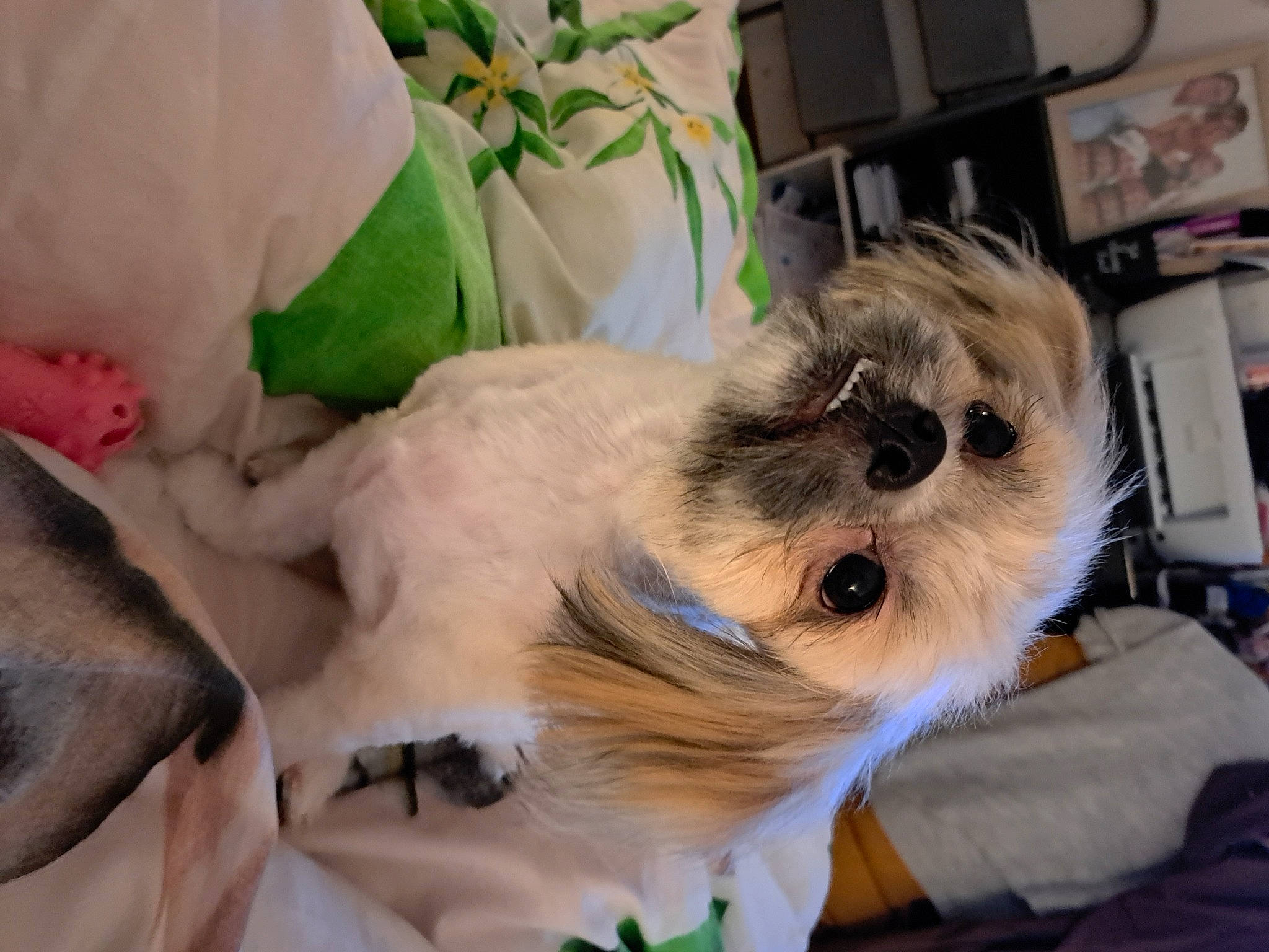 Simba a rejoint le concours — aidez-le/la à gagner de superbes lots ! canidae, carnivore, comfort, companion_dog, dog, dog_breed, dog_supply, fur, maltepoo, non_sporting_group, pet_supply, shih_poo, small_terrier, sporting_group, terrier, toy_dog, whiskers, working_animal