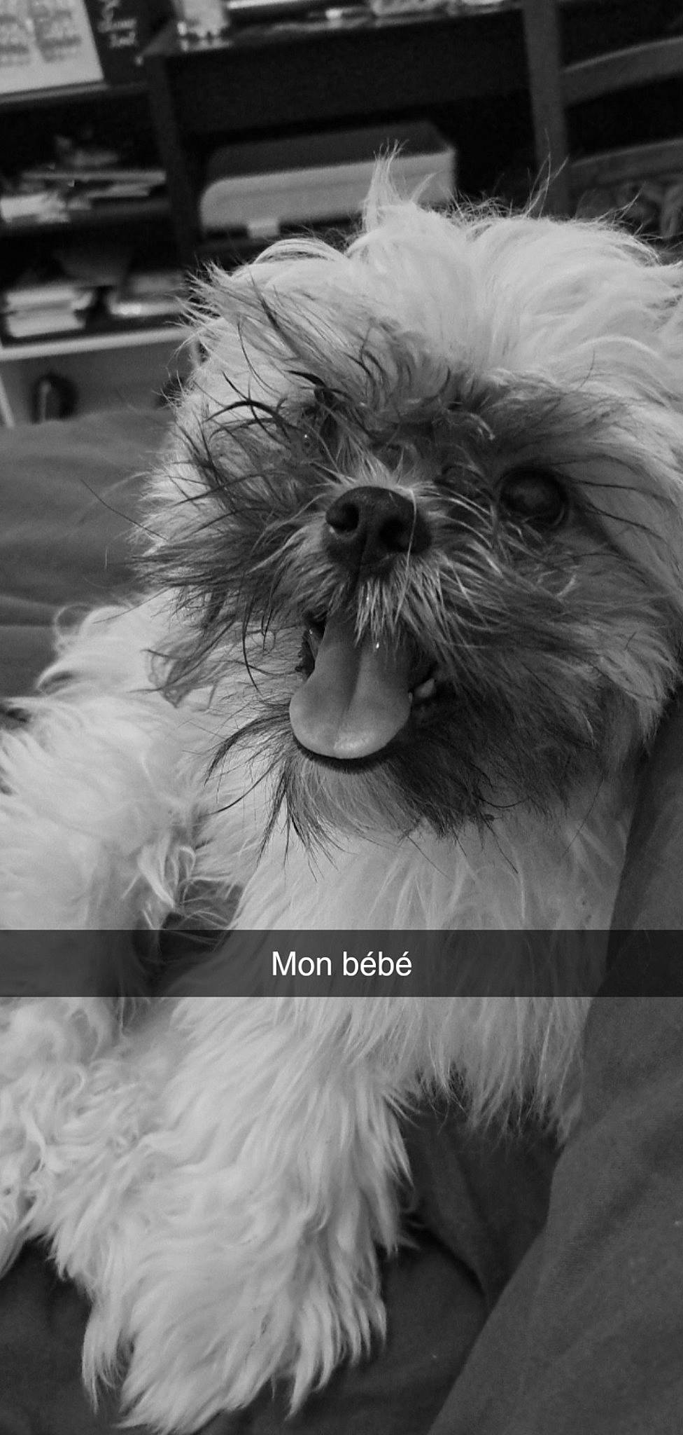 Simba participe au concours pour gagner de l'argent avec cette photo : black, canidae, carnivore, companion_dog, dog, dog_breed, eye, grey, liver, monochrome, monochrome_photography, shih_poo, shih_tzu, small_terrier, snout, sporting_group, terrier, toy_dog, whiskers, working_animal