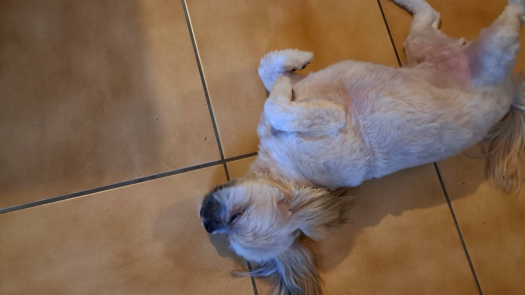 Simba participe au concours pour gagner de l'argent avec cette photo : canidae, carnivore, claw, collar, companion_dog, dog_breed, fawn, felidae, flooring, foot, fur, paw, pet_supply, small_to_medium_sized_cats, snout, sporting_group, tail, terrestrial_animal, whiskers, wood