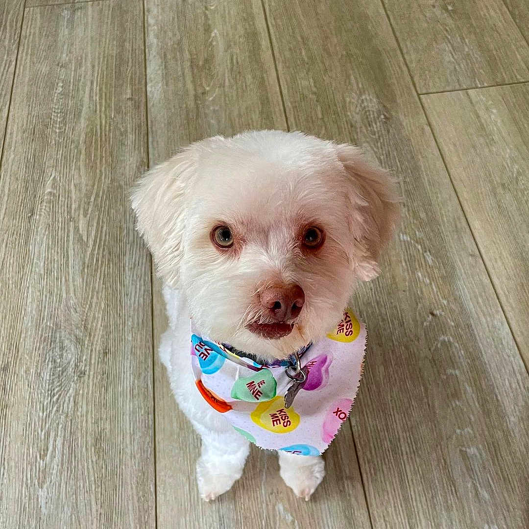 Cooper is registered to the contest to win money with this photo: adorable, animal, bandana, canine, companion, cute, dog, domestic_animal, floor, fluffy, friendly, fur, indoor, looking_up, pet, pet_accessory, portrait, small_dog, white_dog, wooden_floor