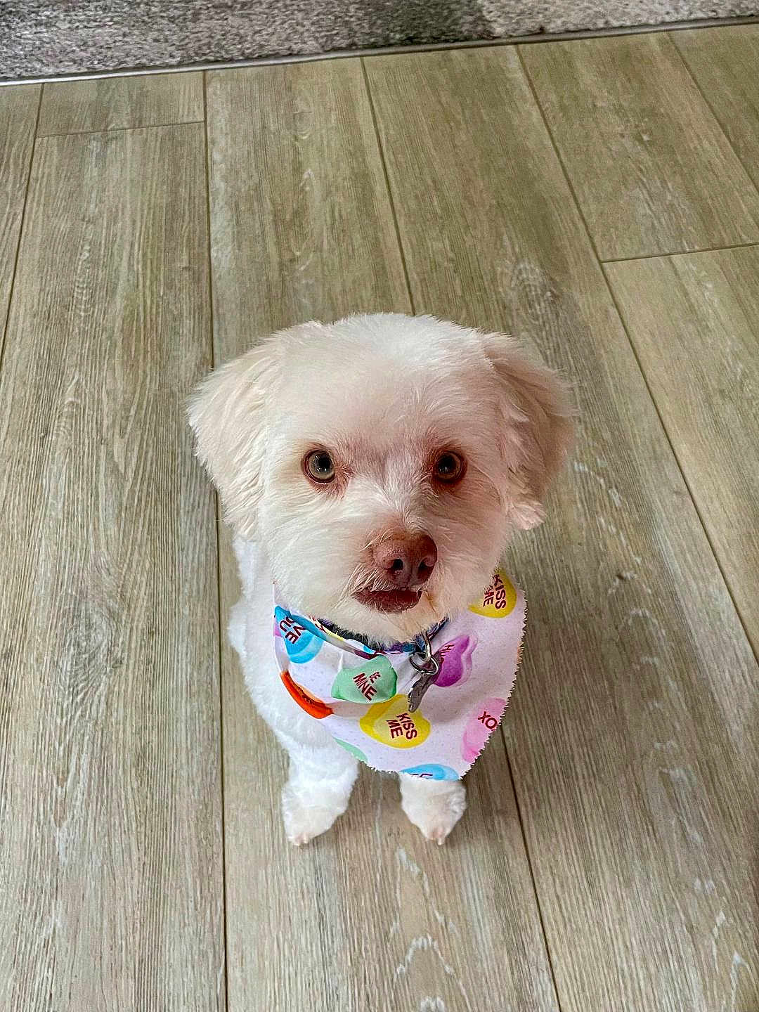 Cooper is registered to the contest to win money with this photo: dog, white_dog, pet, bandana, floor, wooden_floor, indoor, cute, fluffy, small_dog, looking_up, animal, companion, adorable, canine, friendly, domestic_animal, fur, portrait, pet_accessory