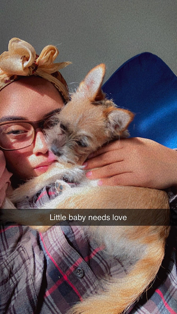 Coco joined the competition — help win amazing prizes! canidae, carnivore, comfort, companion_dog, dog, dog_breed, ear, eyewear, fawn, felidae, fur, happy, lap, nap, photo_caption, selfie, small_to_medium_sized_cats, snout, toy_dog, whiskers