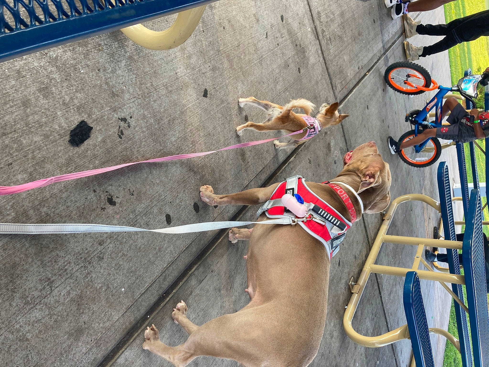 Coco joined the competition — help win amazing prizes! adventure, bicycle, bicycle_fork, bicycle_handlebar, bicycle_tire, bicycle_wheel, carnivore, collar, dog, dog_collar, electrical_wiring, fawn, leash, pet_supply, recreation, tire, vehicle, wheel, wire, working_animal