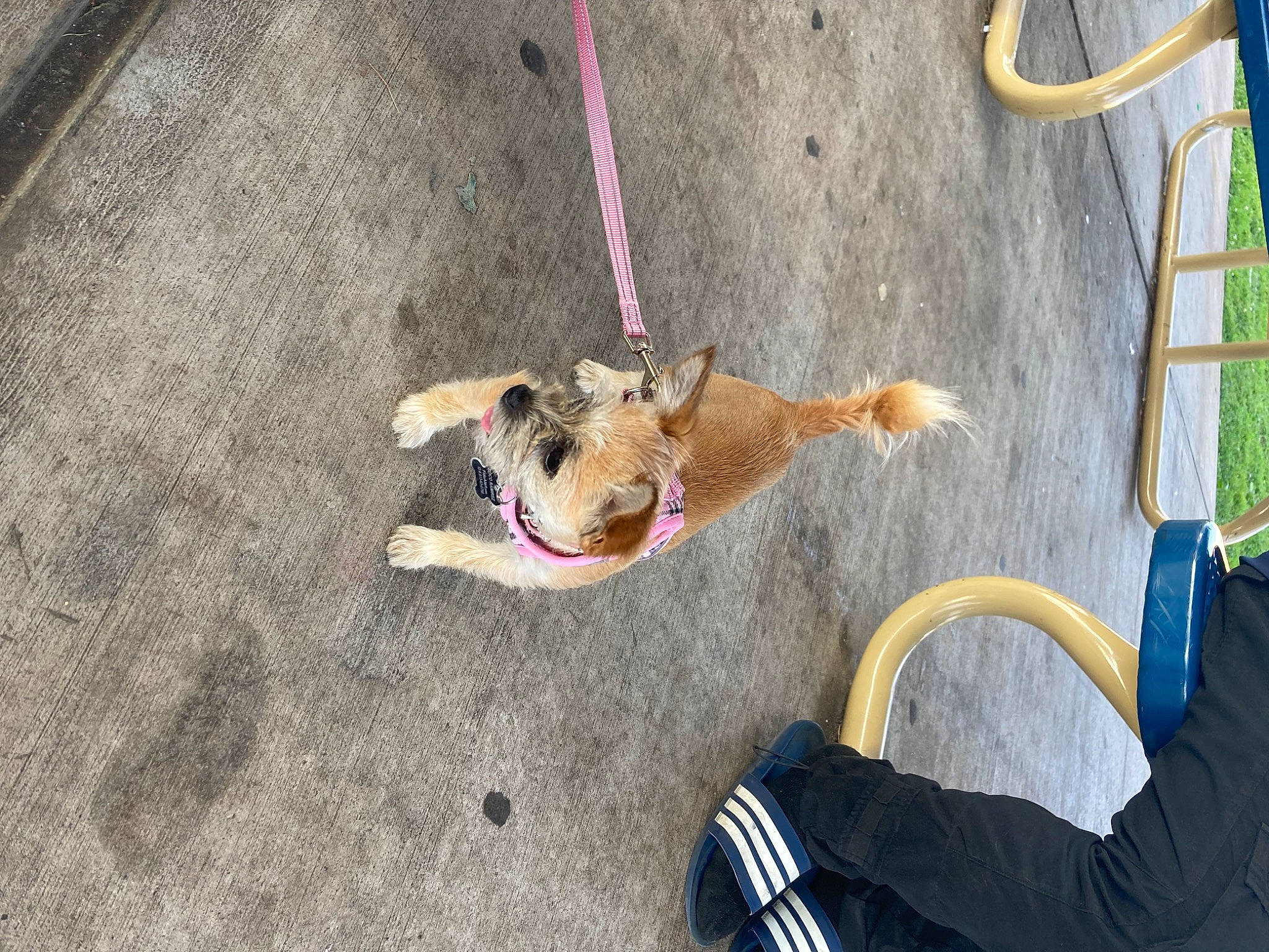 Coco is registered to the contest to win money with this photo: asphalt, canidae, carnivore, collar, companion_dog, concrete, dog, dog_breed, dog_collar, dog_supply, fawn, flooring, fun, leash, pet_supply, recreation, road_surface, toy, toy_dog, working_animal