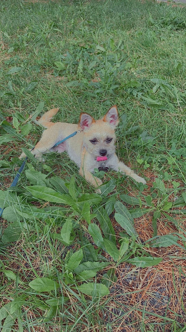 Coco is registered to the contest to win money with this photo: canidae, carnivore, chihuahua, companion_dog, dog, dog_breed, fawn, grass, grassland, groundcover, plant, small_terrier, soil, sporting_group, tail, terrestrial_animal, terrier, toy_dog, whiskers, working_animal
