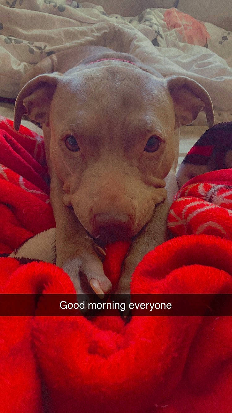 Diamond is registered to the contest to win money with this photo: canidae, carmine, carnivore, companion_dog, dog, dog_breed, fawn, happy, liver, livestock, magenta, petal, photo_caption, snout, sporting_group, suidae, terrestrial_animal, whiskers, working_animal, wrinkle