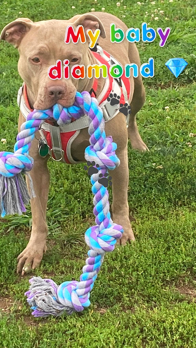 Diamond joined the competition — help win amazing prizes! art, chest, costume, electric_blue, fashion_accessory, fictional_character, font, fun, grass, human_leg, jewellery, leisure, livestock, magenta, photo_caption, public_event, recreation, terrestrial_animal, wildlife, working_animal