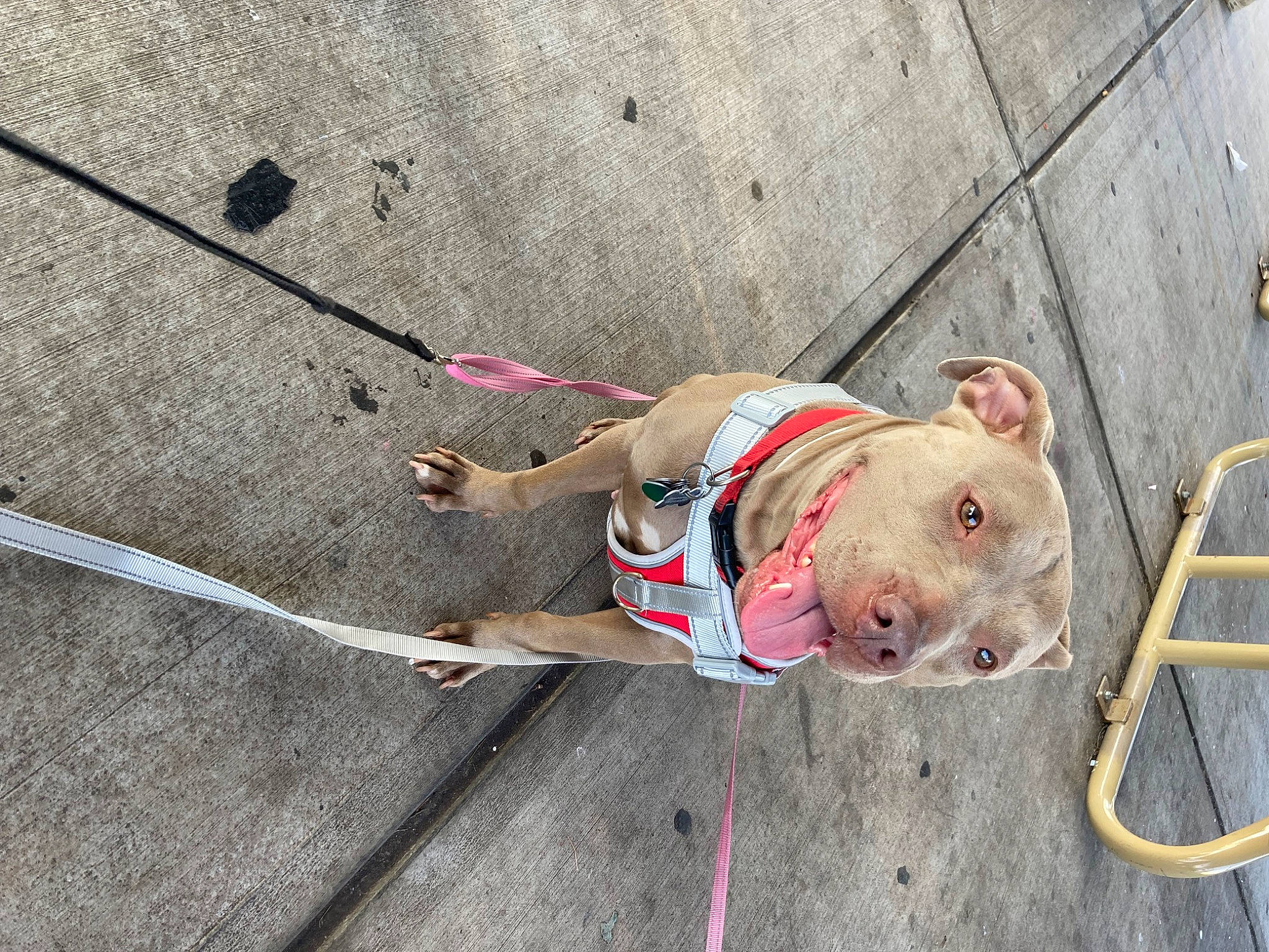 Diamond joined the competition — help win amazing prizes! adventure, canidae, carnivore, climbing, climbing_harness, climbing_hold, collar, concrete, dog, dog_breed, fawn, leash, recreation, rock_climbing_equipment, rope, rope_rhythmic_gymnastics, snout, sport_climbing, sporting_group, wood