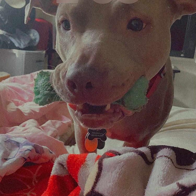Diamond joined the competition — help win amazing prizes! canidae, carnivore, collar, companion_dog, dog, dog_breed, dog_collar, dog_supply, dogo_argentino, fawn, fur, guard_dog, jaw, non_sporting_group, pet_supply, selfie, snout, sporting_group, whiskers, working_animal