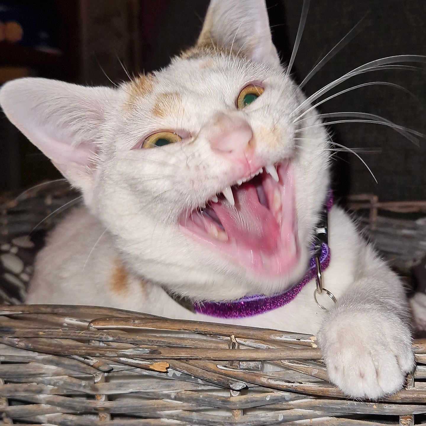 Alexe a rejoint le concours — aidez-le/la à gagner de superbes lots ! animal, basket, cat, closeup, collar, cute, domestic, ears, feline, fur, indoor, mouth_open, orange_spots, paw, pet, playful, teeth, whiskers, white_fur, yellow_eyes